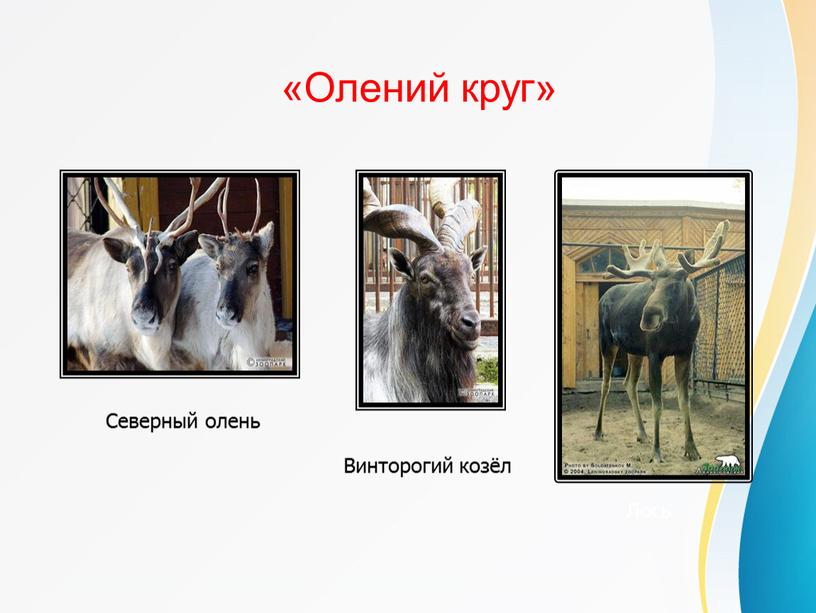 Олений круг» Северный олень