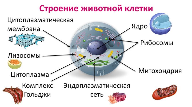 Строение животной клетки Цитоплазматическая мембрана