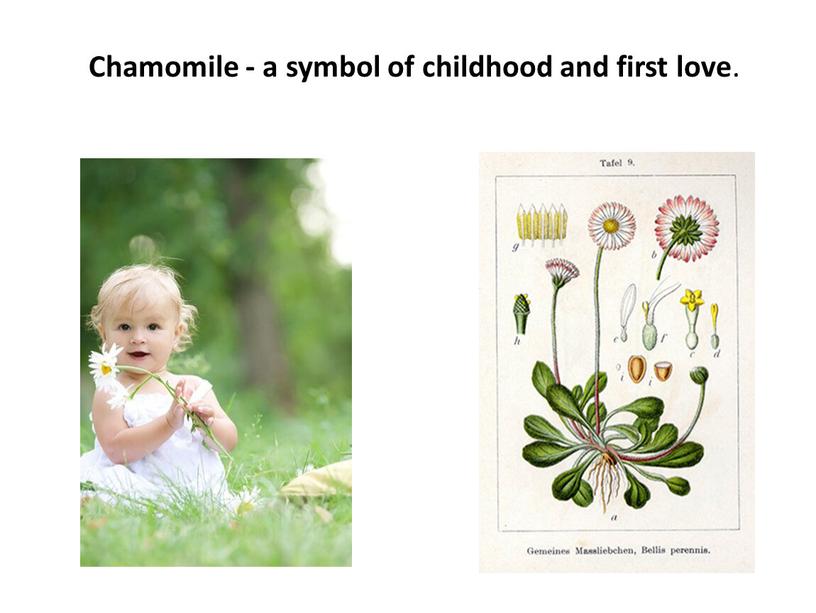 Chamomile - a symbol of childhood and first love