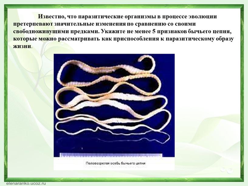 Известно, что паразитические организмы в процессе эволюции претерпевают значительные изменения по сравнению со своими свободноживущими предками