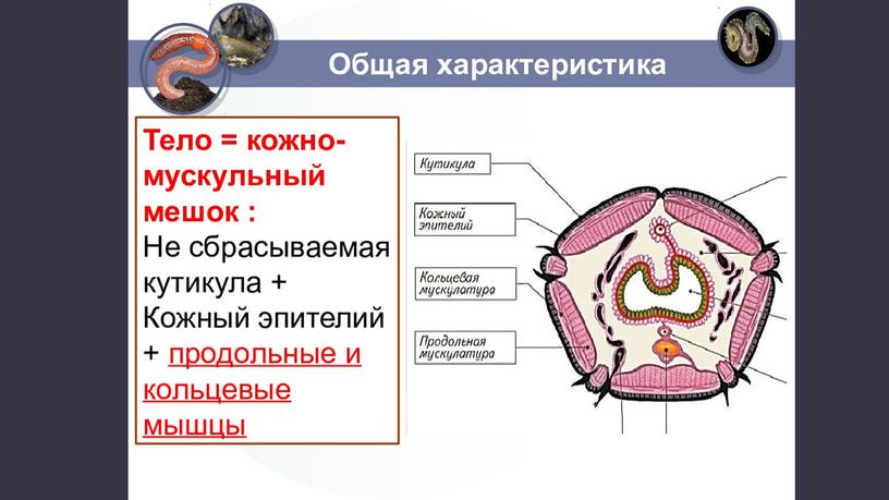 Презентация на тему "Тип Кольчатые черви: Общая характеристика"