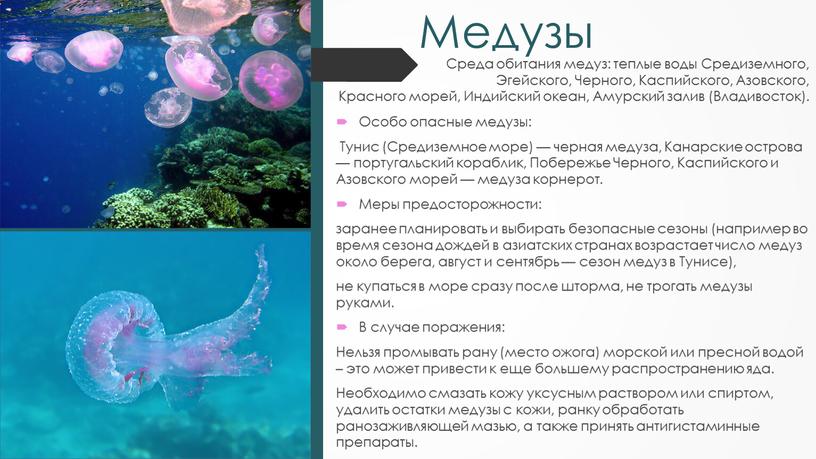 Медузы Среда обитания медуз: теплые воды
