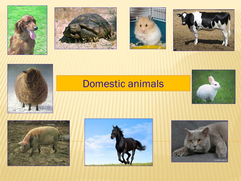 Domestic animals