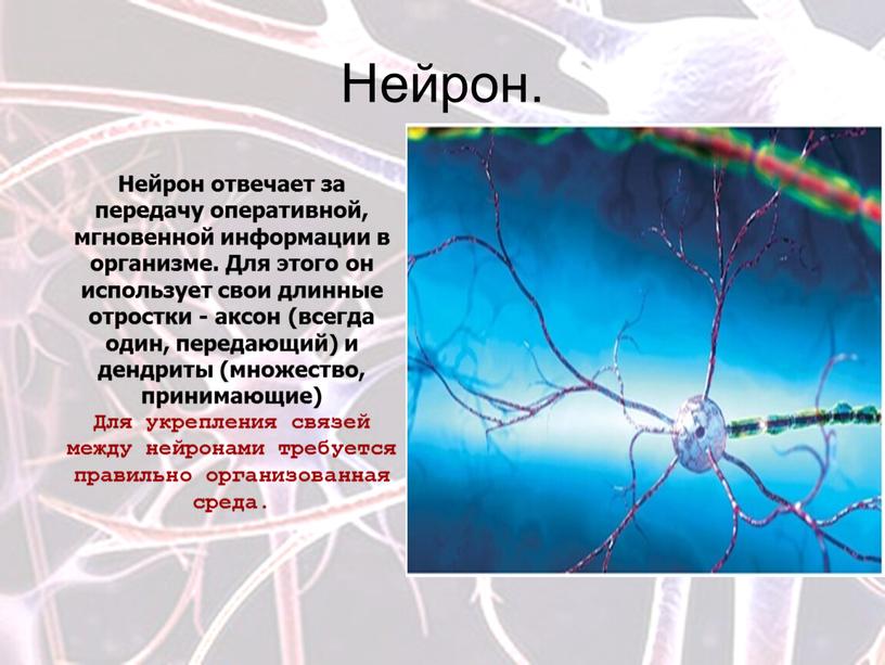 Нейрон. Нейрон отвечает за передачу оперативной, мгновенной информации в организме