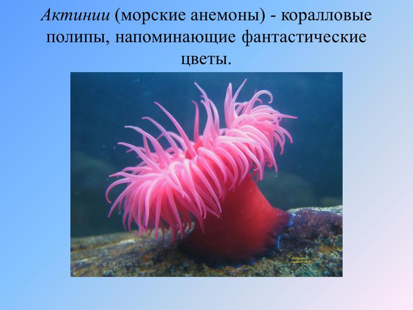 Актинии (морские анемоны) - коралловые полипы, напоминающие фантастические цветы