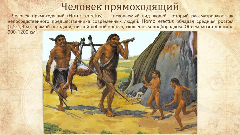 Человек прямоходящий Человек прямоходящий (Homo erectus) — ископаемый вид людей, который рассматривают как непосредственного предшественника современных людей