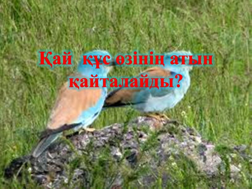 Қай құс өзінің атын қайталайды?