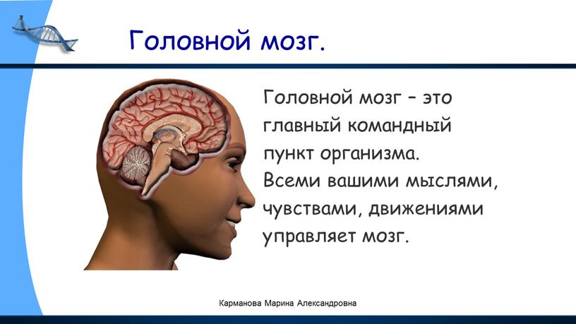 Головной мозг. Головной мозг – это главный командный пункт организма