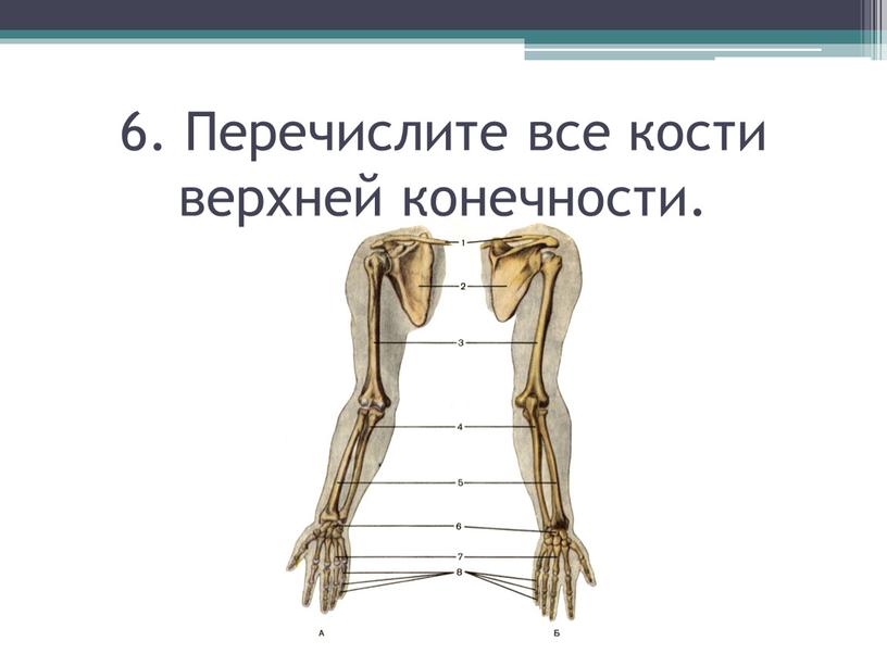 Перечислите все кости верхней конечности