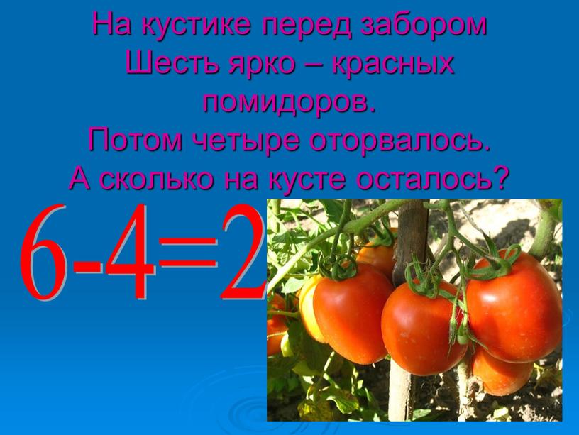 На кустике перед забором Шесть ярко – красных помидоров