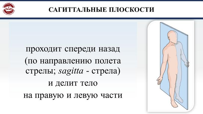 САГИТТАЛЬНЫЕ ПЛОСКОСТИ проходит спереди назад (по направлению полета стрелы; sagitta - стрела) и делит тело на правую и левую части