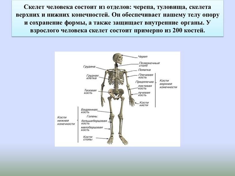 Скелет человека состоит из отделов: черепа, туловища, скелета верхних и нижних конечностей