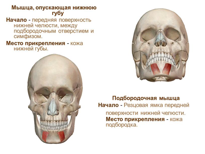 Мышца, опускающая нижнюю губу