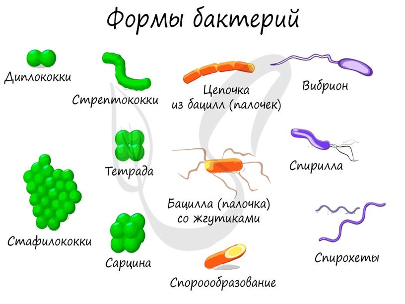 Бактерии