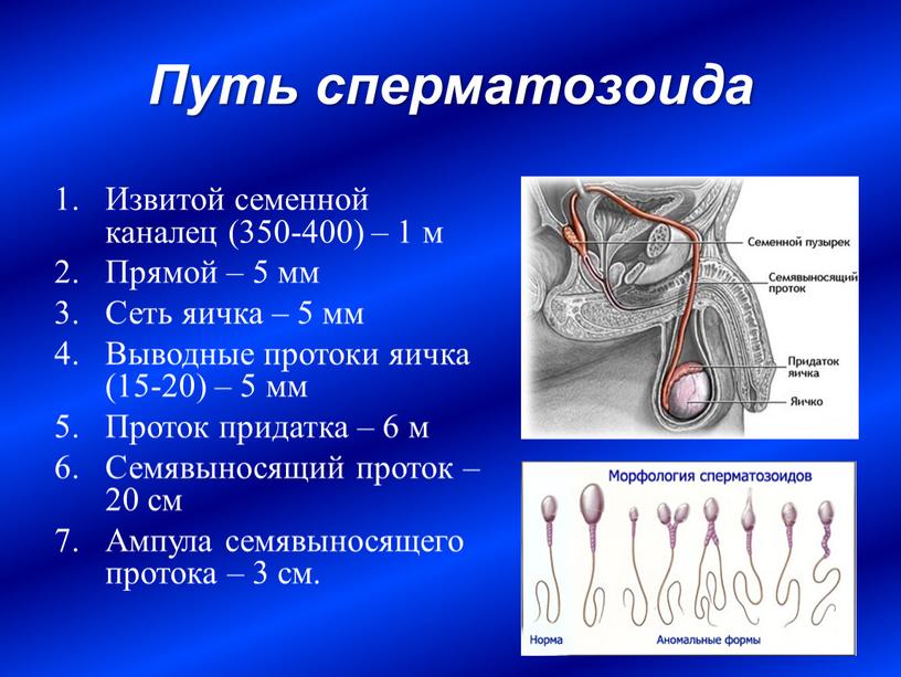 Путь сперматозоида Извитой семенной каналец (350-400) – 1 м