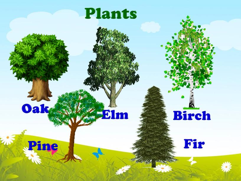 Plants Birch Oak Elm