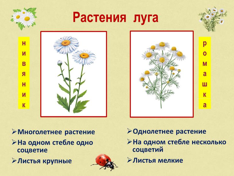 Растения луга Многолетнее растение