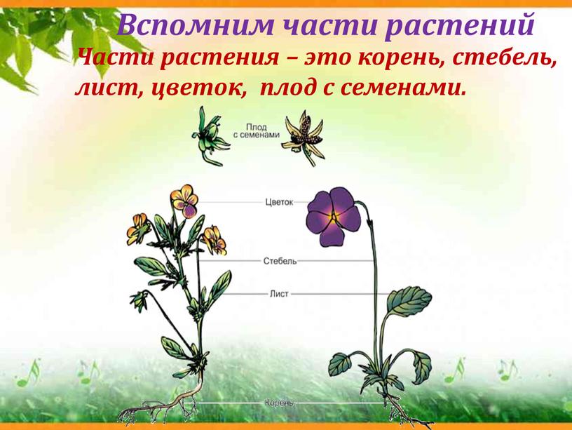 Вспомним части растений Части растения – это корень, стебель, лист, цветок, плод с семенами