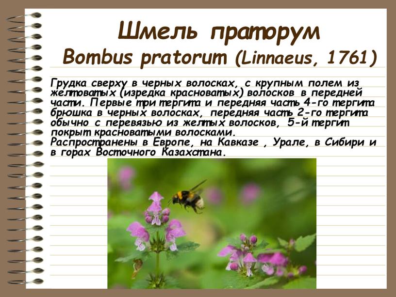 Шмель праторум Bombus pratorum (Linnaeus, 1761)