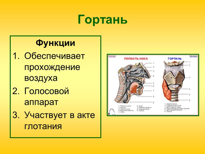 Гортань Функции Обеспечивает прохождение воздуха