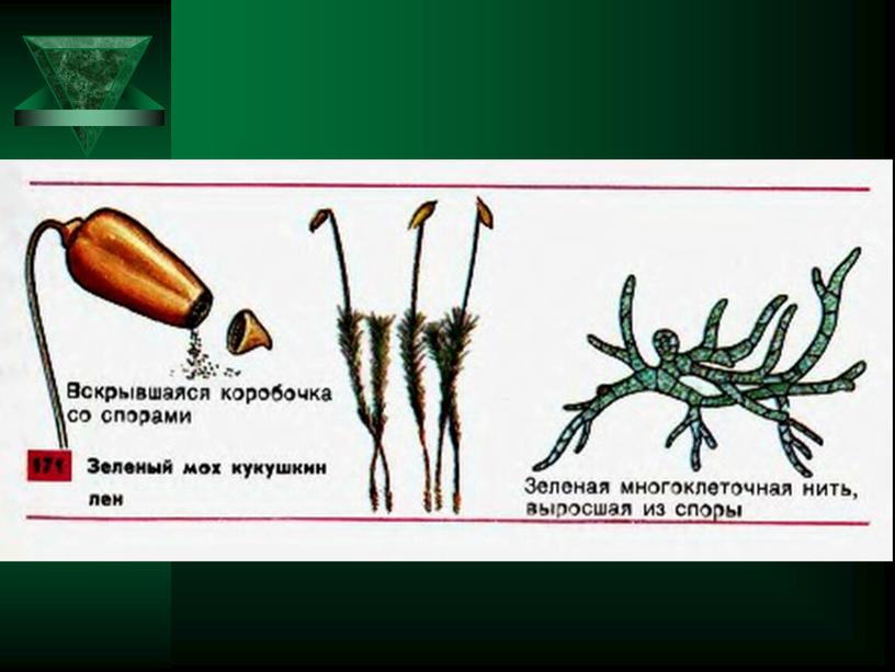 Половое размножение растений.