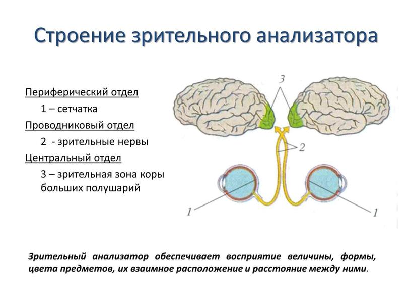 Презентация по биологии 8 класс "Зрительный анализатор"