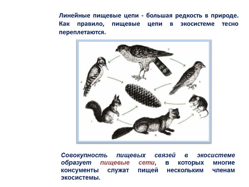 Линейные пищевые цепи - большая редкость в природе