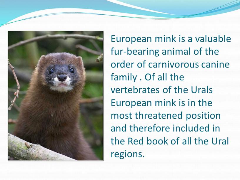 European mink is a valuable fur-bearing animal of the order of carnivorous canine family