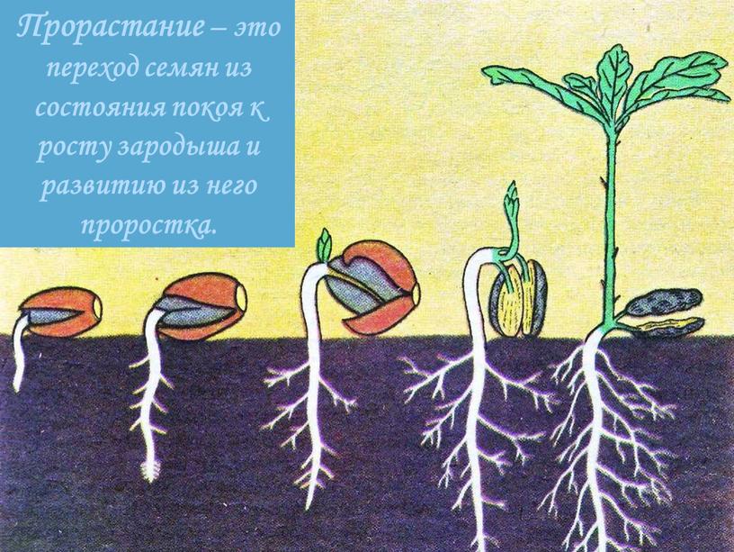 Прорастание – это переход семян из состояния покоя к росту зародыша и развитию из него проростка