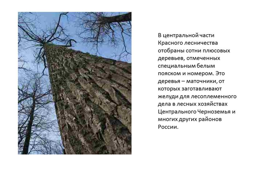 В центральной части Красного лесничества отобраны сотни плюсовых деревьев, отмеченных специальным белым пояском и номером