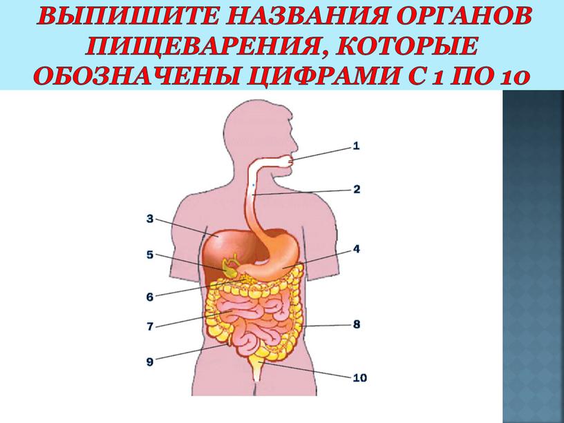 Выпишите названия органов пищеварения, которые обозначены цифрами с 1 по 10