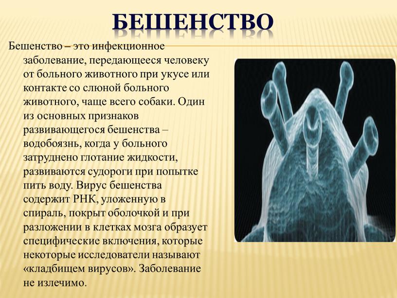 Бешенство Бешенство – это инфекционное заболевание, передающееся человеку от больного животного при укусе или контакте со слюной больного животного, чаще всего собаки