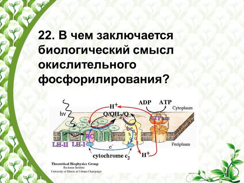 В чем заключается биологический смысл окислительного фосфорилирования?