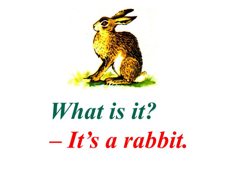 What is it? – It’s a rabbit.