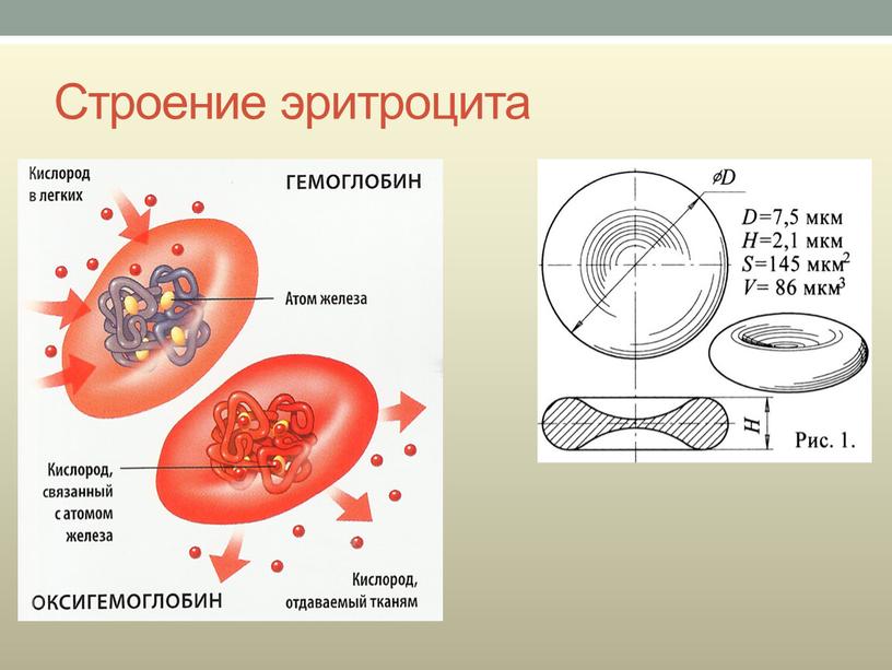 Строение крови картинка