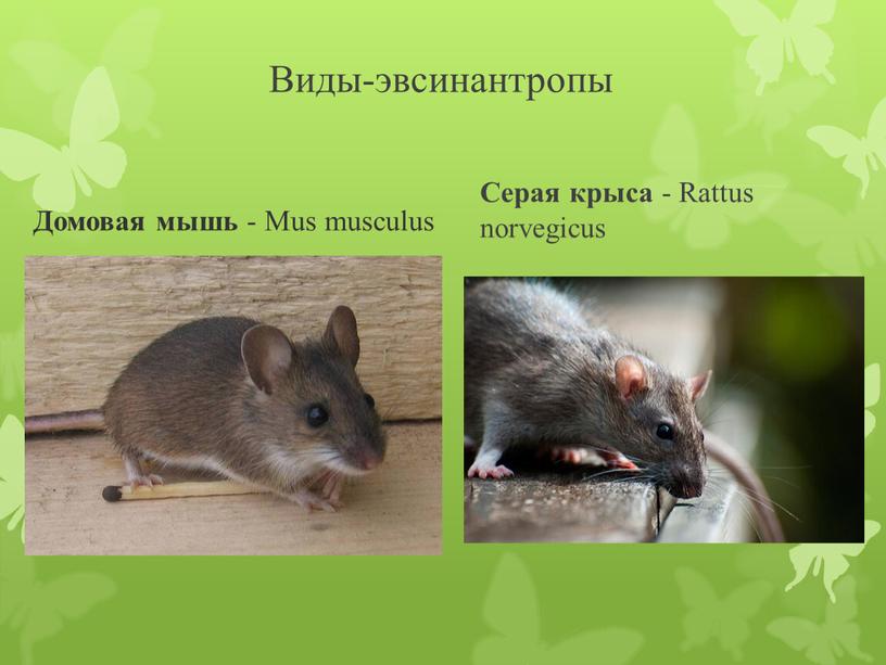 Виды-эвсинантропы Домовая мышь -