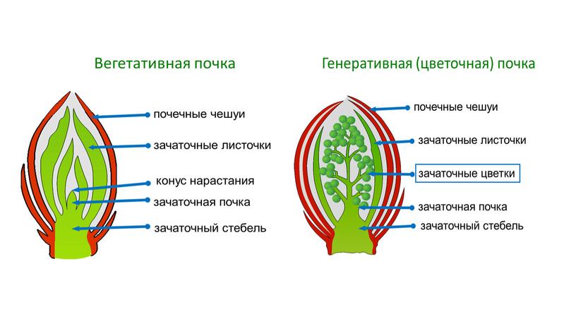 Размножение и оплодотворение растений. Вегетативное размножение