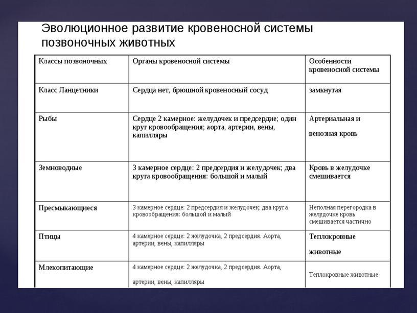 Сравнительная характеристика кровеносной системы позвоночных