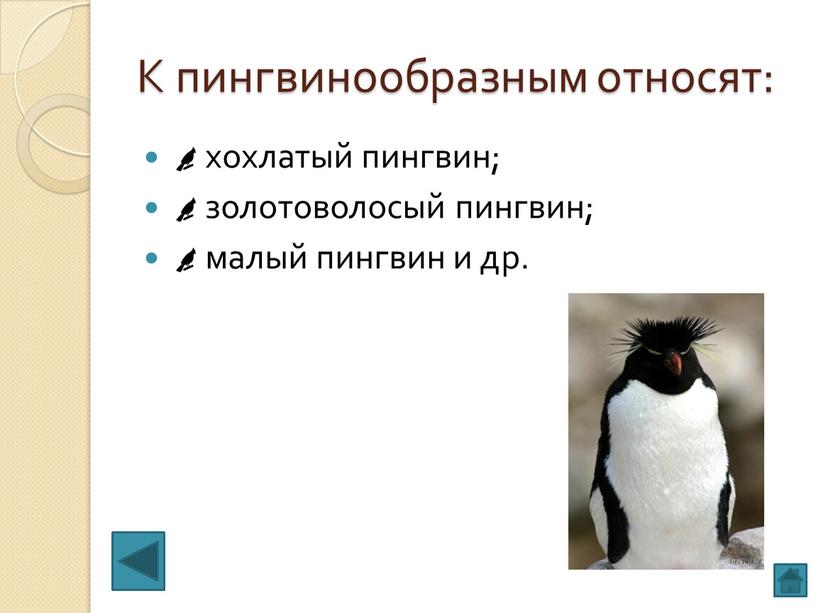К пингвинообразным относят: хохлатый пингвин; золотоволосый пингвин; малый пингвин и др