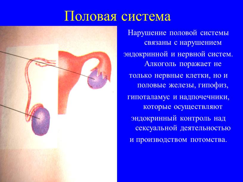 Половая система Нарушение половой системы связаны с нарушением эндокринной и нервной систем