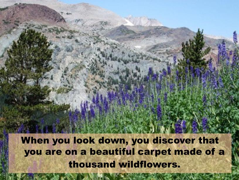 When you look down, you discover that you are on a beautiful carpet made of a thousand wildflowers
