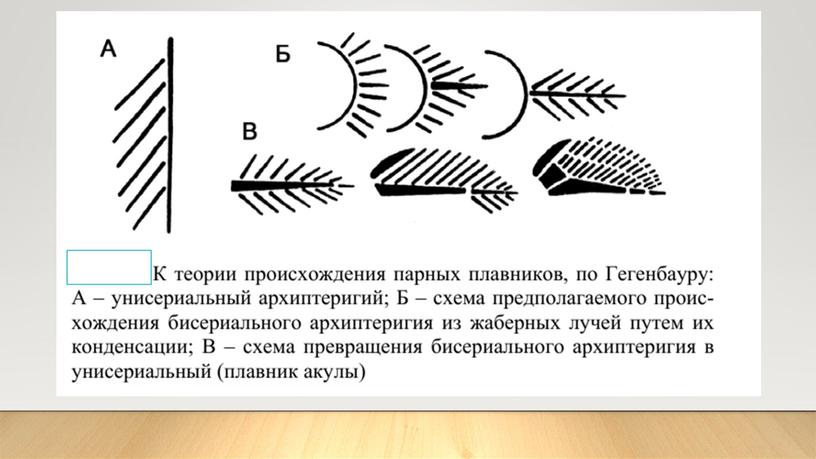 Пояса конечностей позвоночных животных