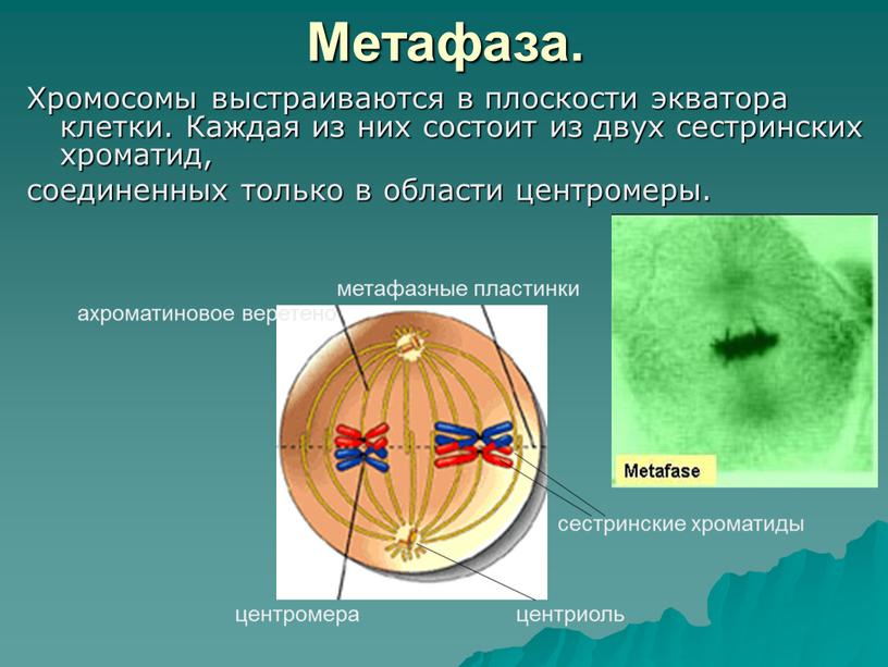 Метафаза. Хромосомы выстраиваются в плоскости экватора клетки