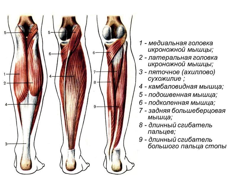 1 - медиальная головка икроножной мышцы; 2 - латеральная головка икроножной мышцы; 3 - пяточное (ахиллово) сухожилие ; 4 - камбаловидная мышца; 5 - подошвенная…