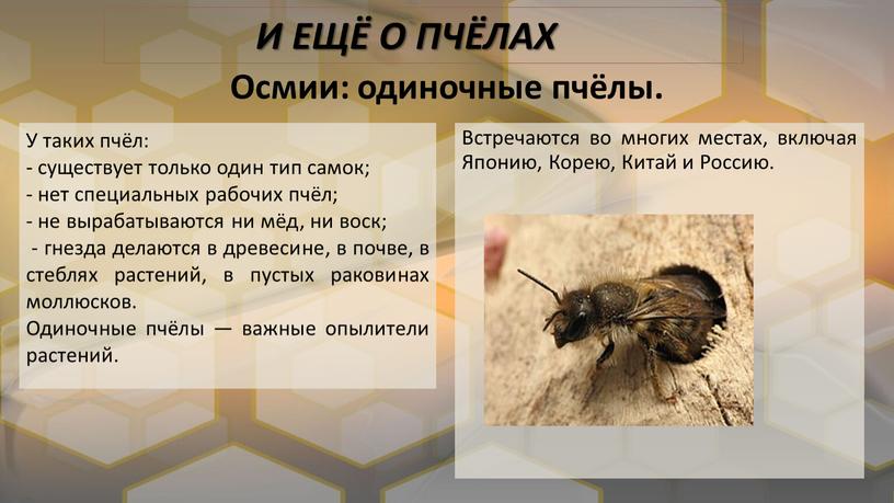 Осмии: одиночные пчёлы. У таких пчёл: - существует только один тип самок; - нет специальных рабочих пчёл; - не вырабатываются ни мёд, ни воск; -…