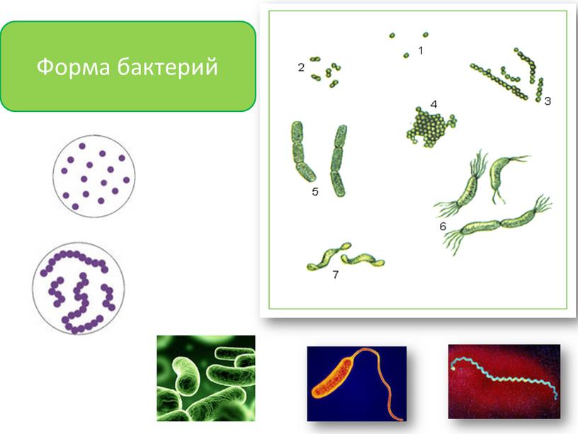 Форма бактерий