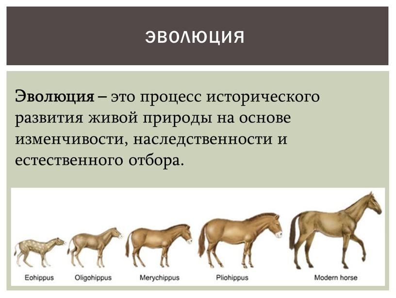 Эволюция – это процесс исторического развития живой природы на основе изменчивости, наследственности и естественного отбора