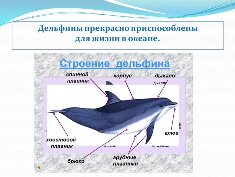Дельфины прекрасно приспособлены для жизни в океане