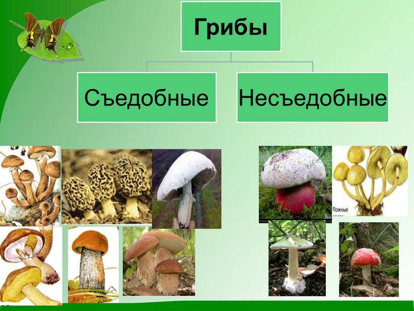 Презентация к открытому уроку окружающего мира "Царство грибов"