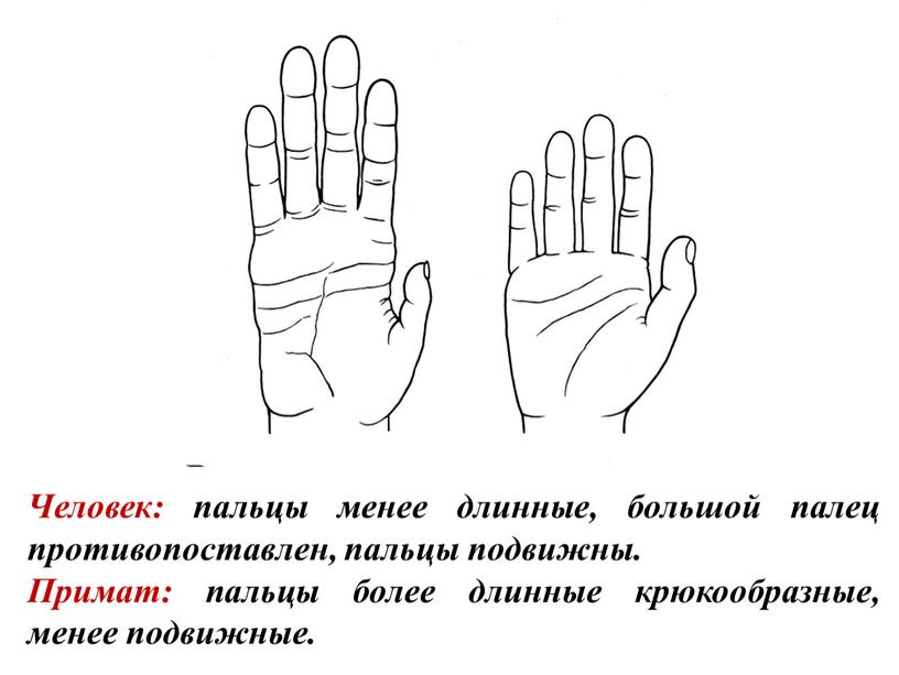 Человек: пальцы менее длинные, большой палец противопоставлен, пальцы подвижны